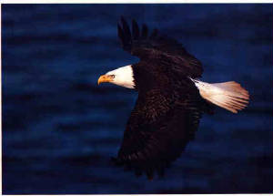 eagle4.jpg