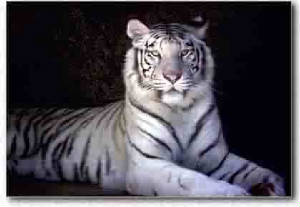 tiger-03.jpg